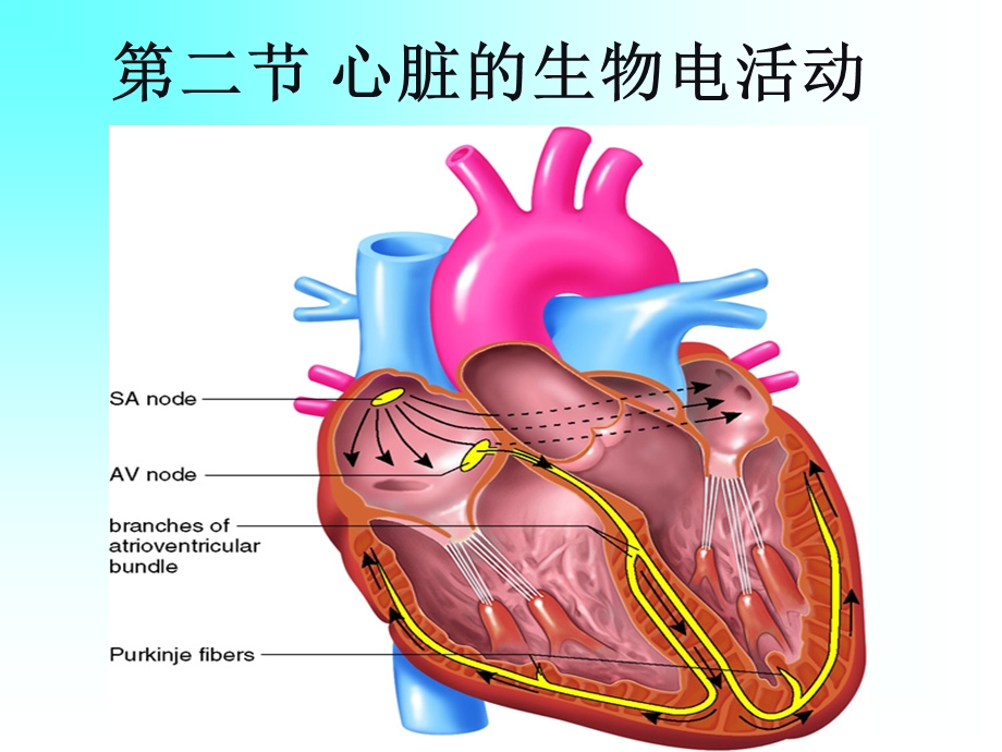 生理学教学课件.ppt_第1页