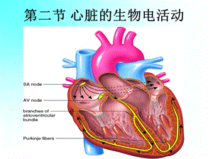 生理学教学课件.ppt