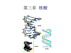 生物化学核酸.ppt