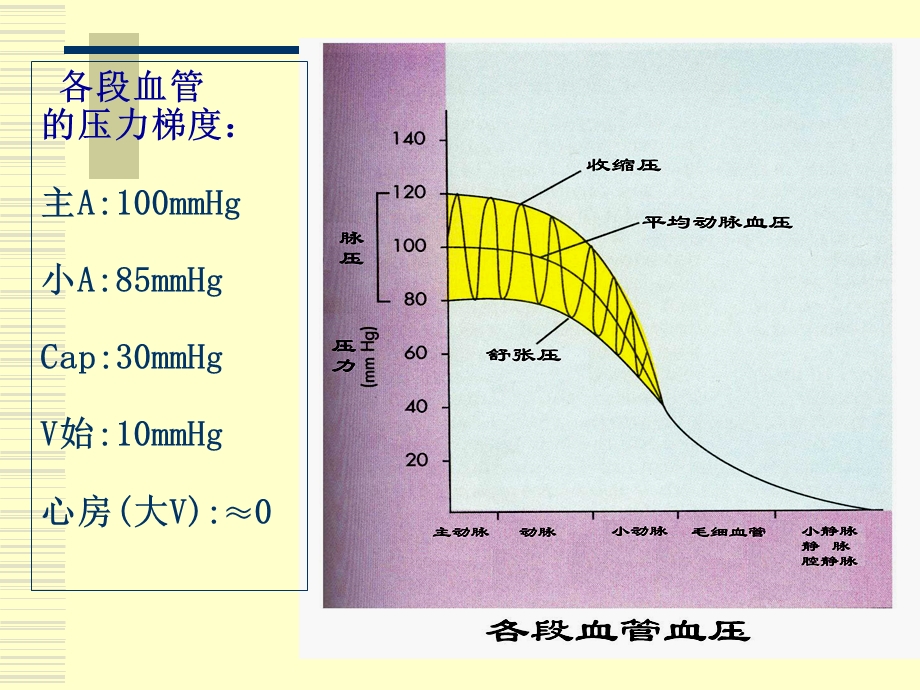 生理学血管生理.ppt_第3页