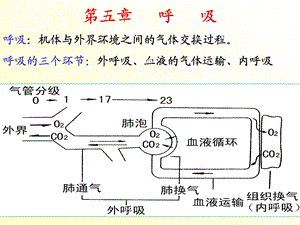 生理学课件呼吸施.ppt