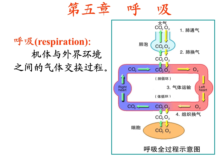 生理学课件呼吸.ppt_第1页