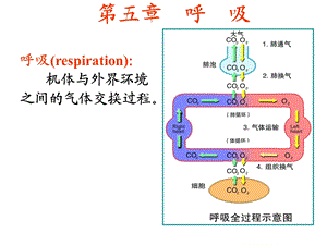 生理学课件呼吸.ppt