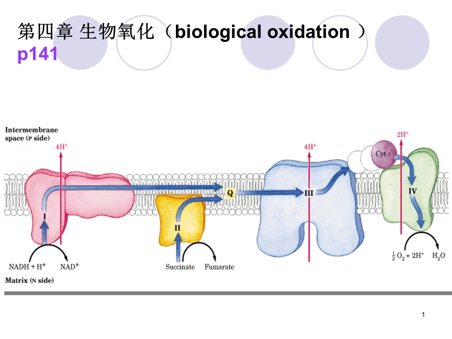 生物化学——生物氧化.ppt_第1页