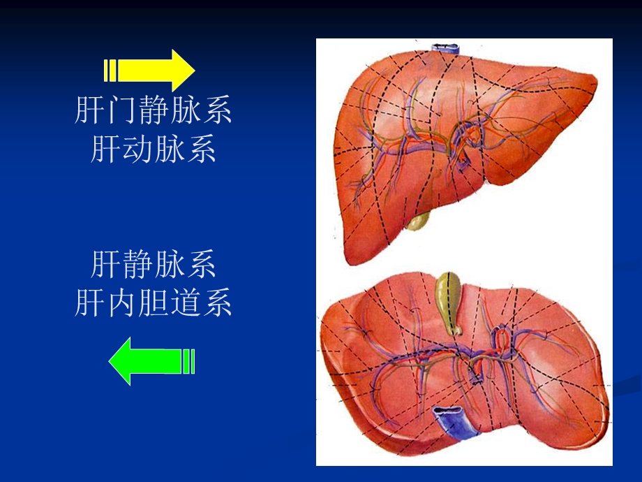 肝脏生物化学.ppt_第3页