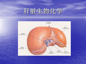 肝脏生物化学.ppt