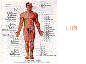 肌肉人体解剖生理学.ppt