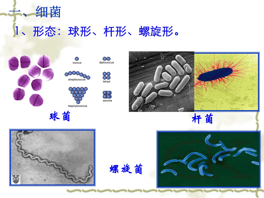 微生物的实验室培养(一轮).ppt_第2页