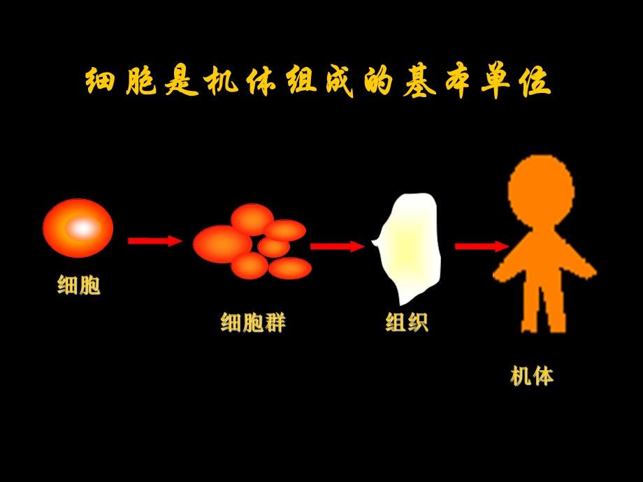 研究生讲课干细胞.ppt_第3页