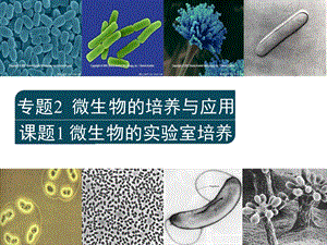 选修一微生物的实验室培养.ppt