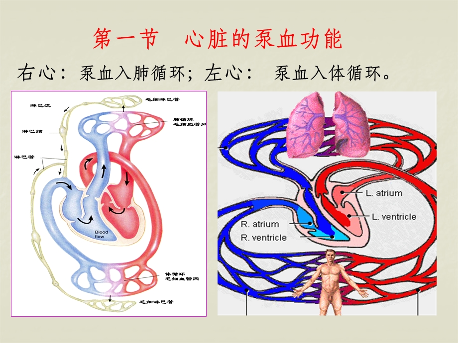 《生理学血液循环》.ppt_第3页