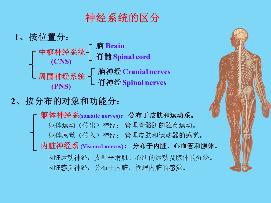 神经解剖学脊髓1(研究生).ppt_第2页