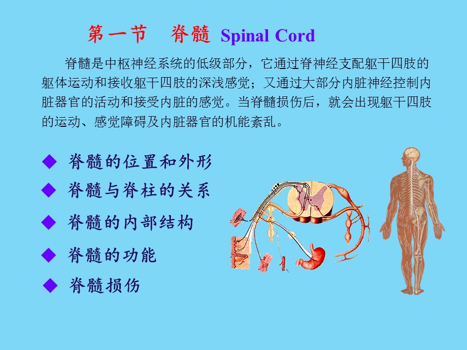 神经解剖学脊髓1(研究生).ppt_第3页