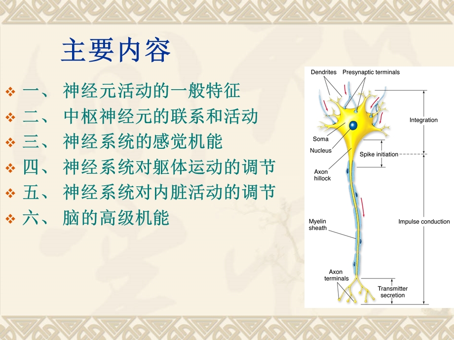 动物生理学神经系统.ppt_第3页