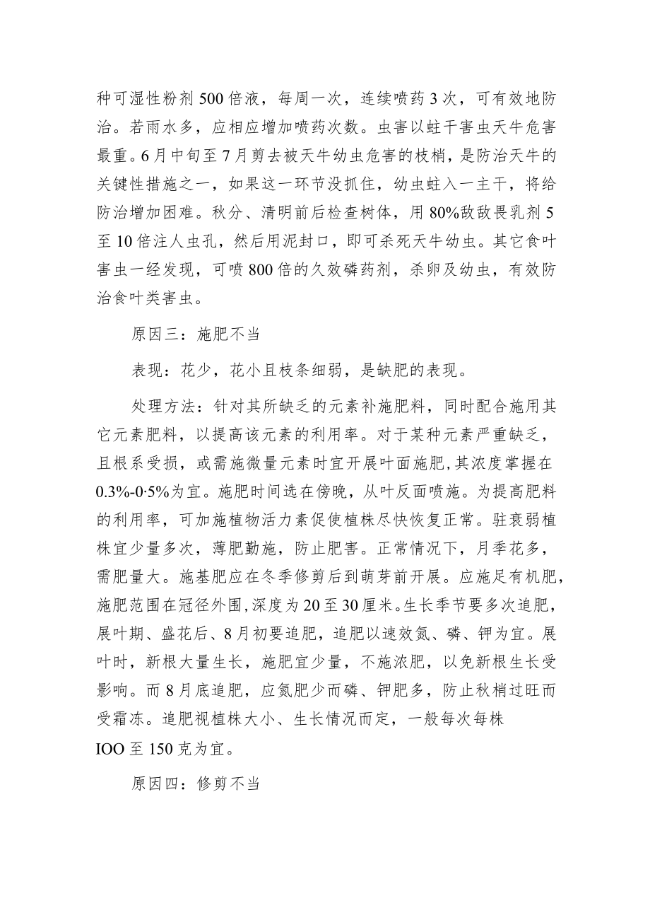 月季叶子发黄原因分析和处理方法.docx_第2页