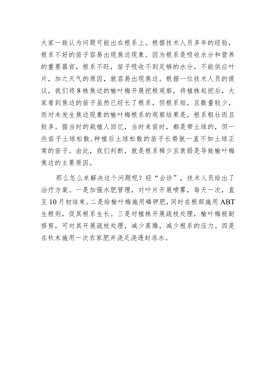 新栽榆叶梅为什么会焦边.docx_第2页