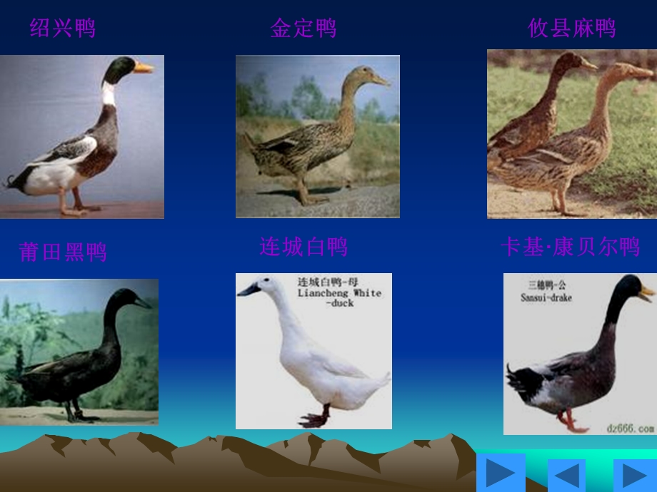 鸭的生理学特性.ppt_第3页