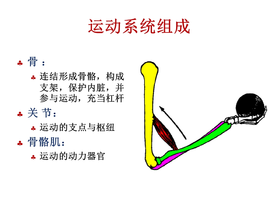 解剖生理学骨学.ppt_第2页