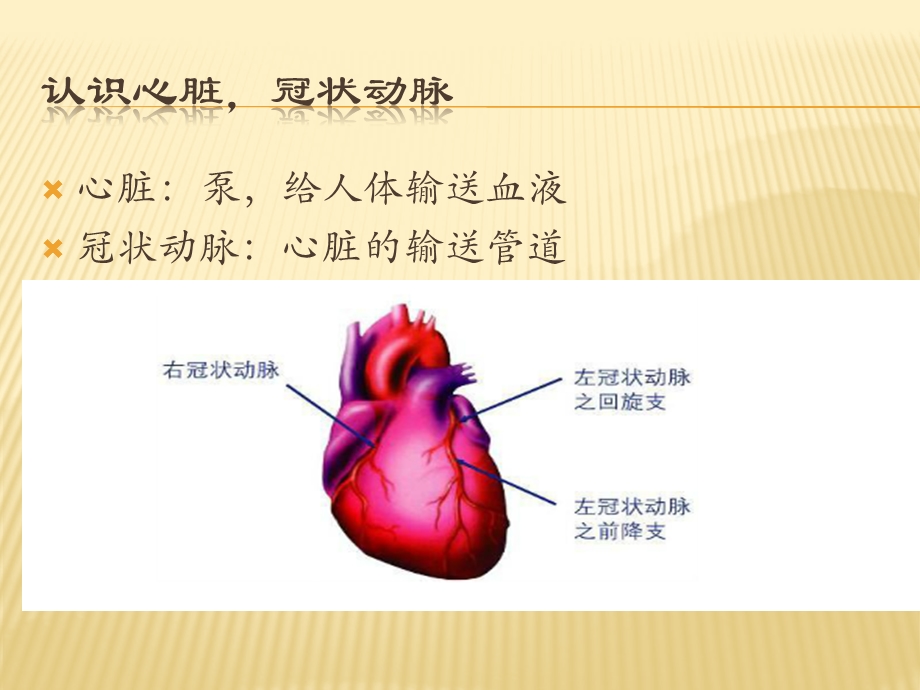 冠心病与波立维.pptx_第3页