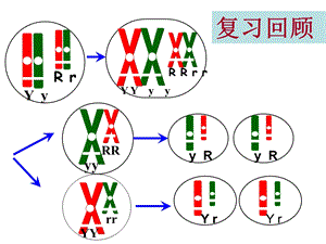 伴性遗传优秀课件.pptx