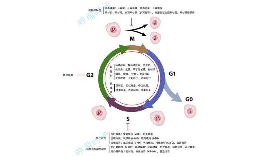 乳腺癌化疗基础.pptx_第3页