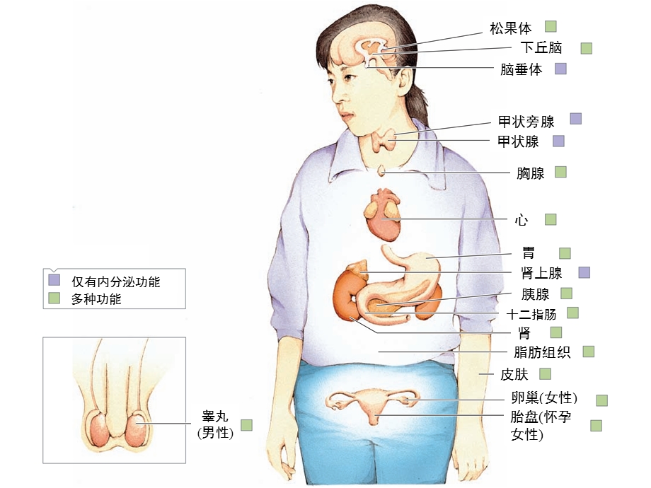 内分泌生理学.pptx_第3页