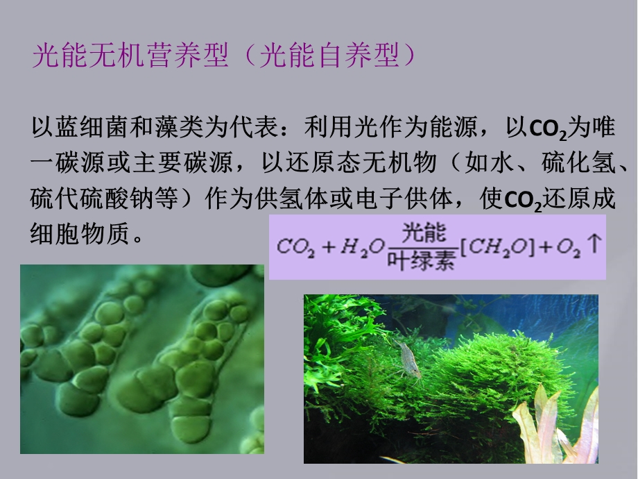 微生物的营养类型.pptx_第3页