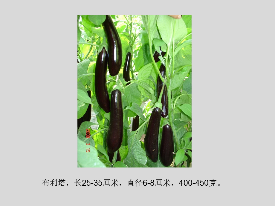 茄子栽培技术.pptx_第2页