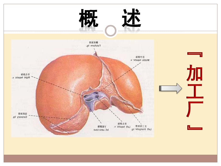 第九章肝脏的生物化学(中职护理《生物化学》).pptx_第3页