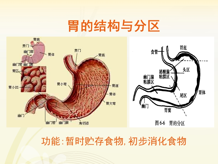 生理学胃内消化.pptx_第2页