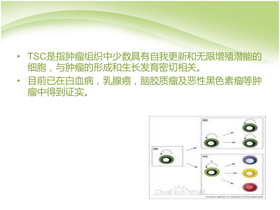 肿瘤干细胞的生物学特性.pptx_第3页