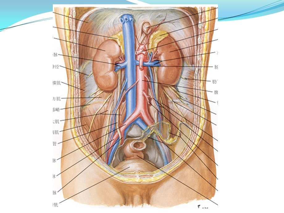 肾脏解剖及肿瘤的影像学诊断.pptx_第3页