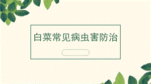 白菜常见病虫害防治.pptx