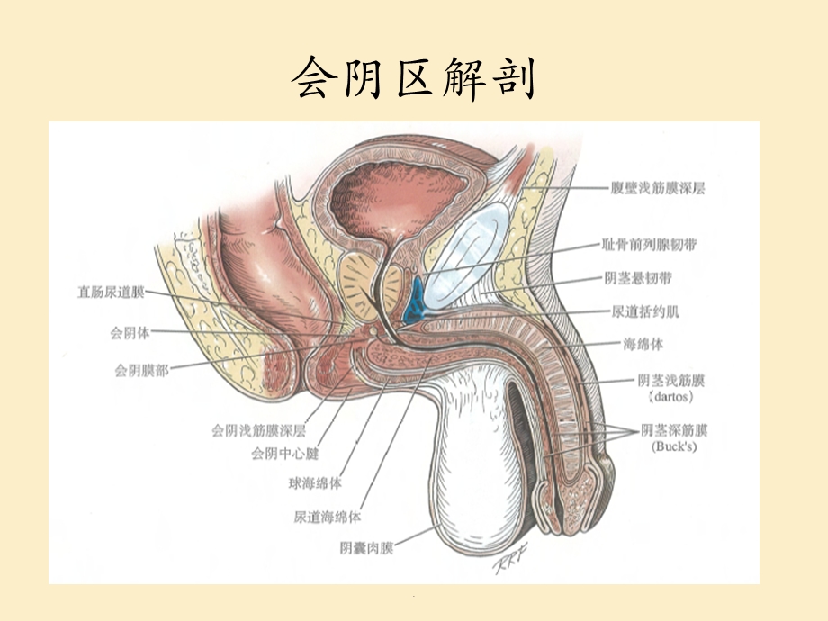 尿道狭窄医学PPT课件.pptx_第3页