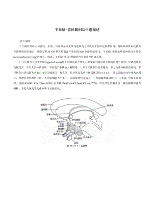 内分泌科下丘脑-垂体解剖与生理概述.docx