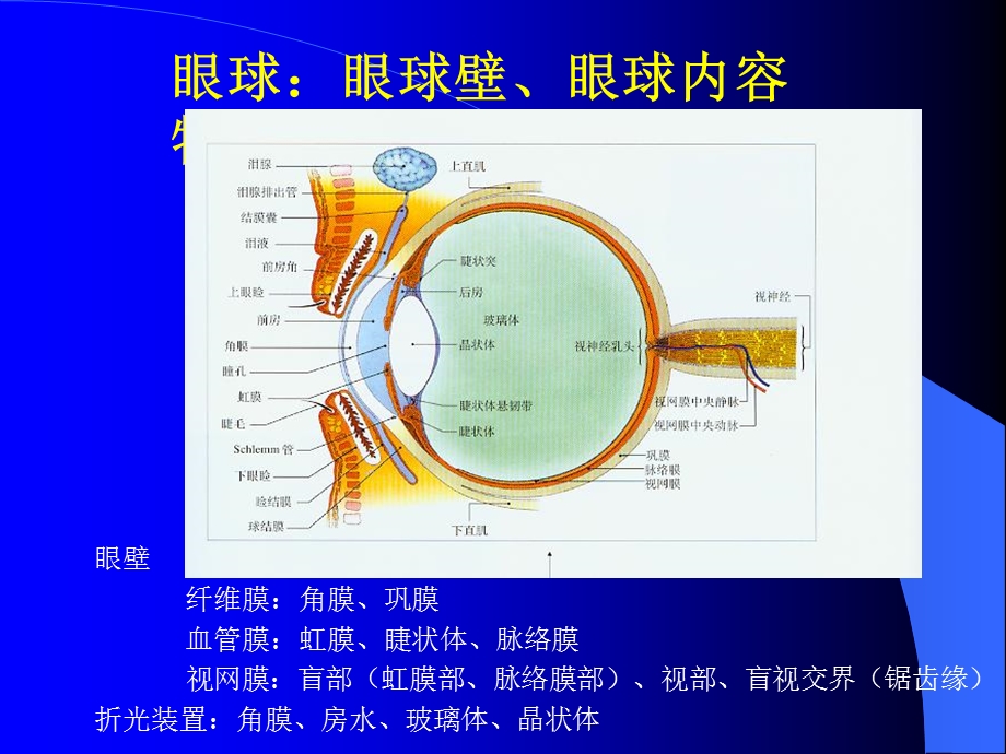 超声医学解剖课件.ppt_第3页