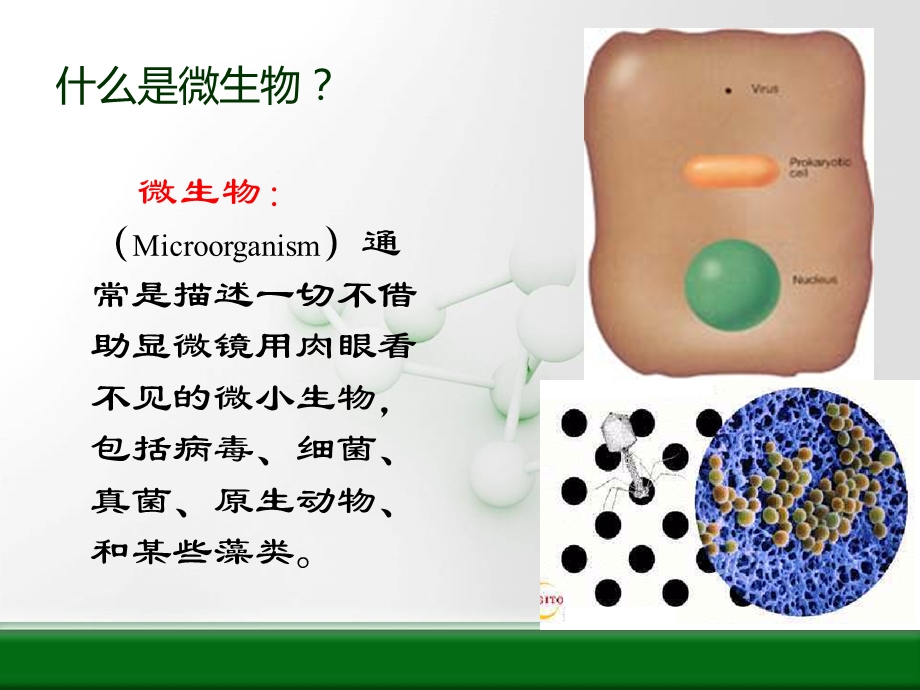 高级微生物人体有关的微生物.ppt_第2页