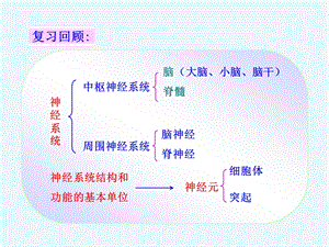 第三节神经调节的基本方式吕中肖鹏精品教育.ppt