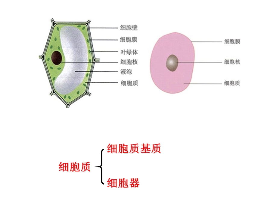 第二节细胞器精品教育.ppt_第2页