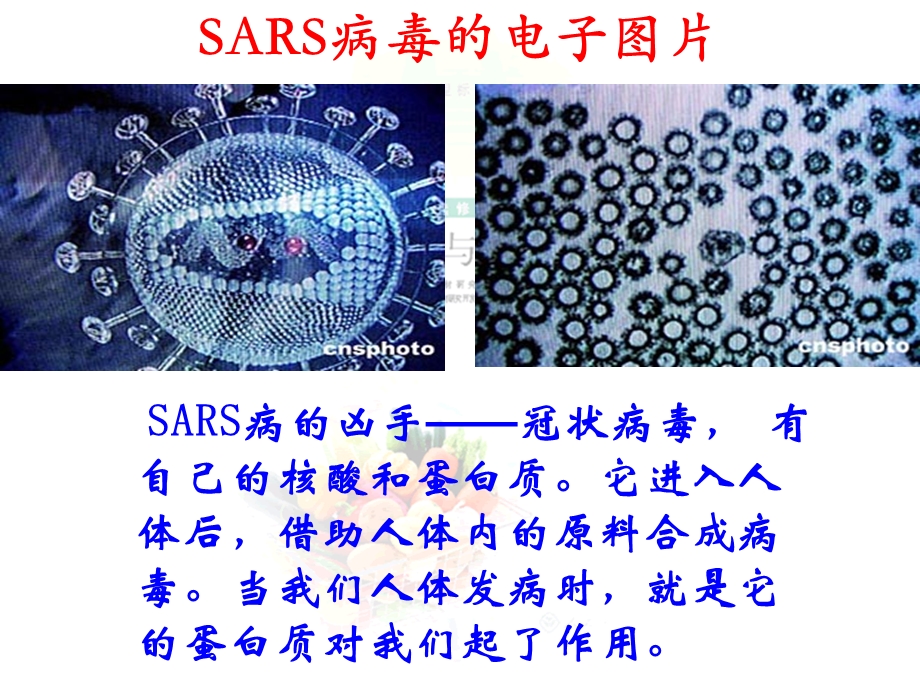 第三节生命的基础——蛋白质精品教育.ppt_第2页