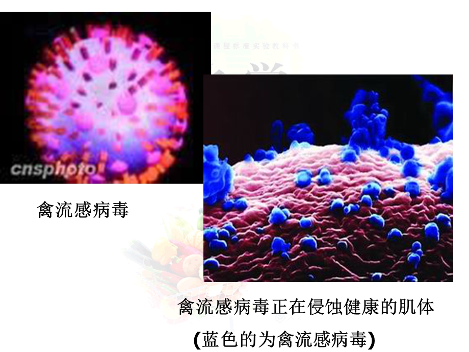 第三节生命的基础——蛋白质精品教育.ppt_第3页