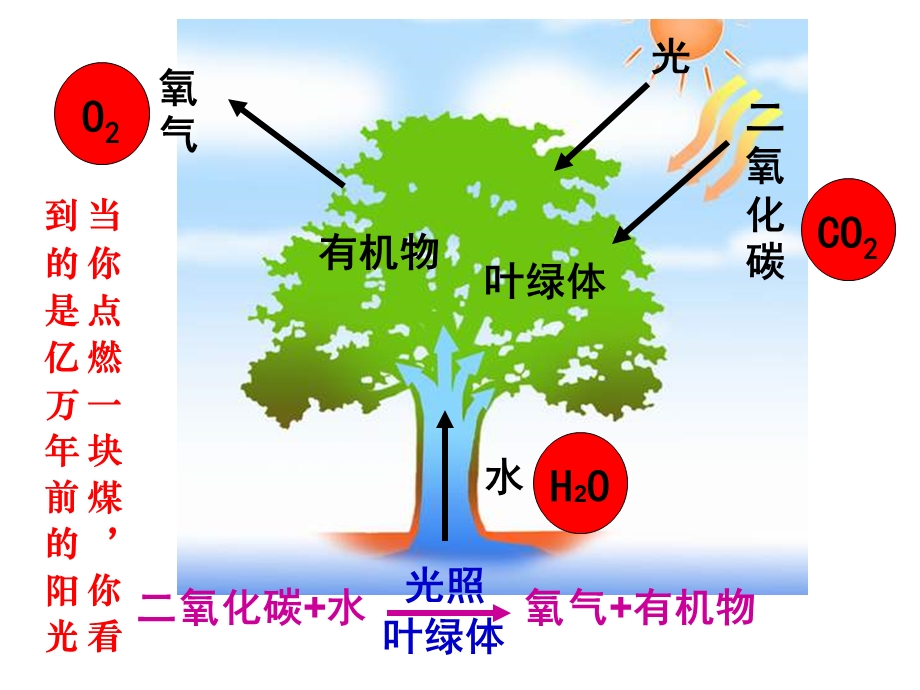 第五章第四节光合作用25ppt人教版精品教育.ppt_第2页