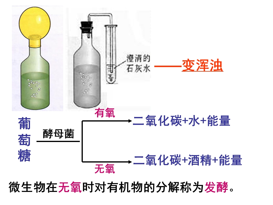 第二节人类对细菌和真菌的利用精品教育.ppt_第3页