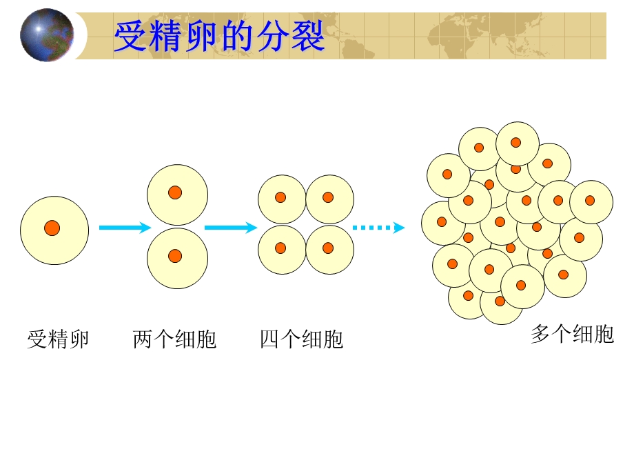 第二单元第三章第一节　动物体的结构层次2精品教育.ppt_第3页