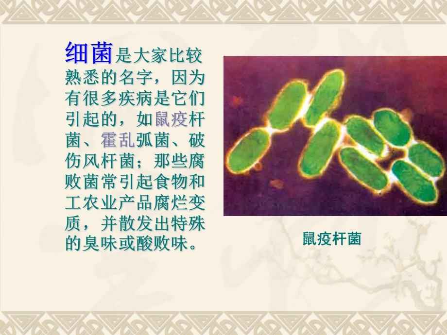 第二节细菌.ppt精品教育.ppt_第2页