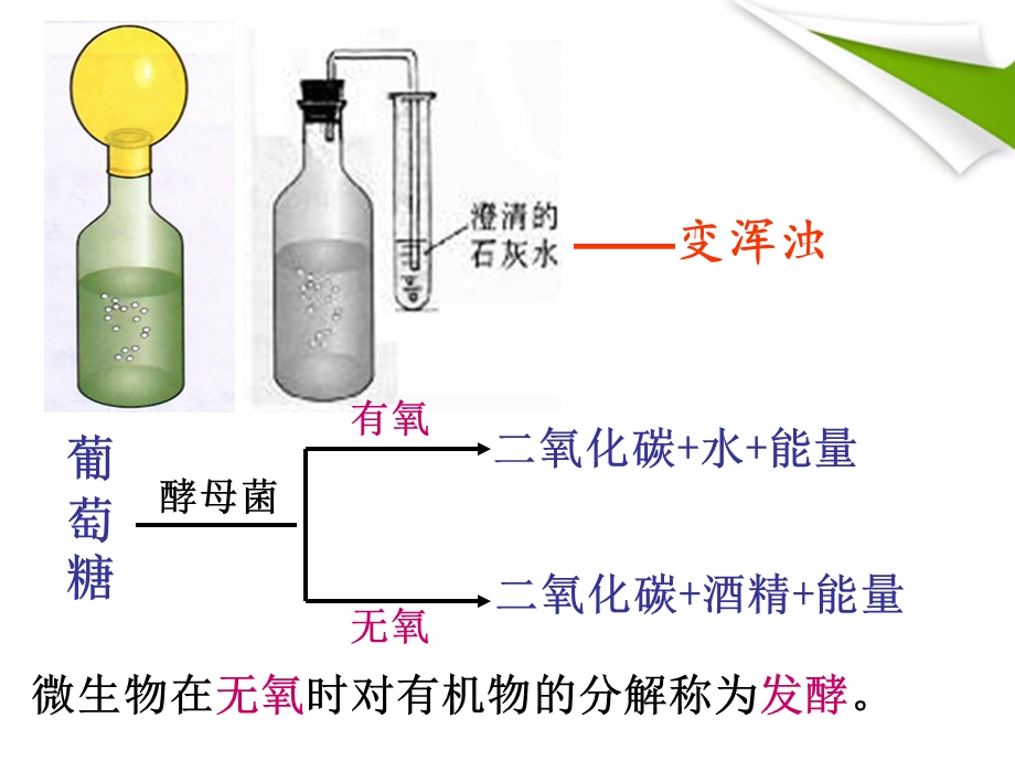 第五节人类对细菌真菌的利用精品教育.ppt_第3页