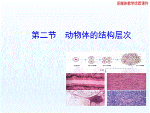 第二节动物体的结构层次精品教育.ppt