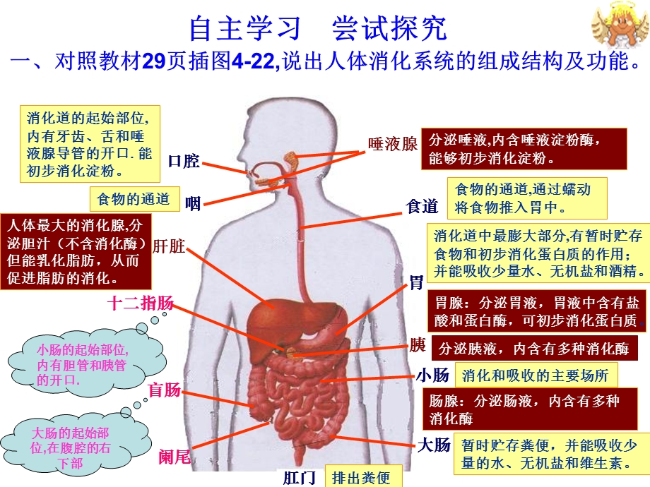 第二节消化和吸收精品教育.ppt_第3页