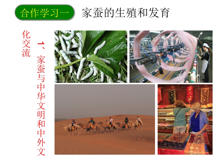 第二节昆虫的生殖和发育精品教育.ppt_第3页