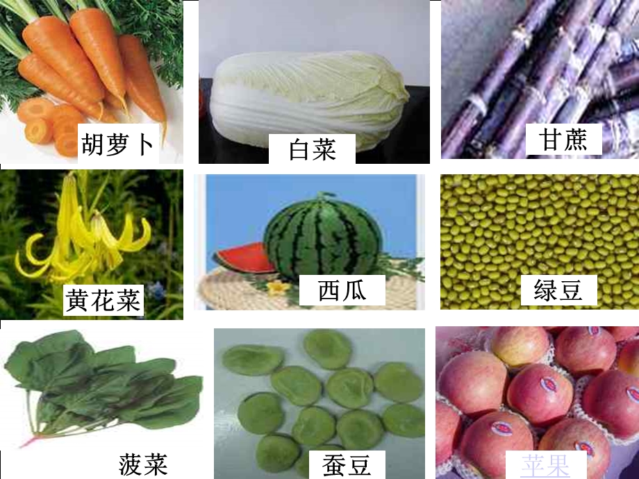 第二节植物体的结构层次精品教育.ppt_第2页